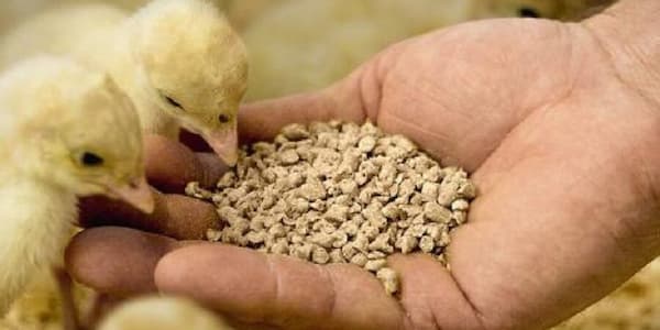 تصویر 1 از فروش مکمل گیاهی طیور + قیمت خرید به صرفه